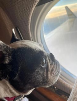 FRENCHIE AVION