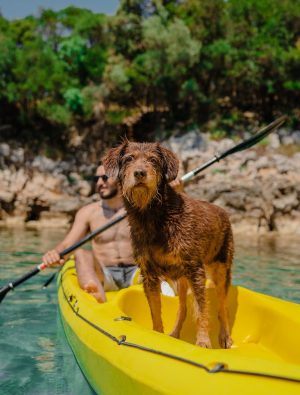 dog kayak